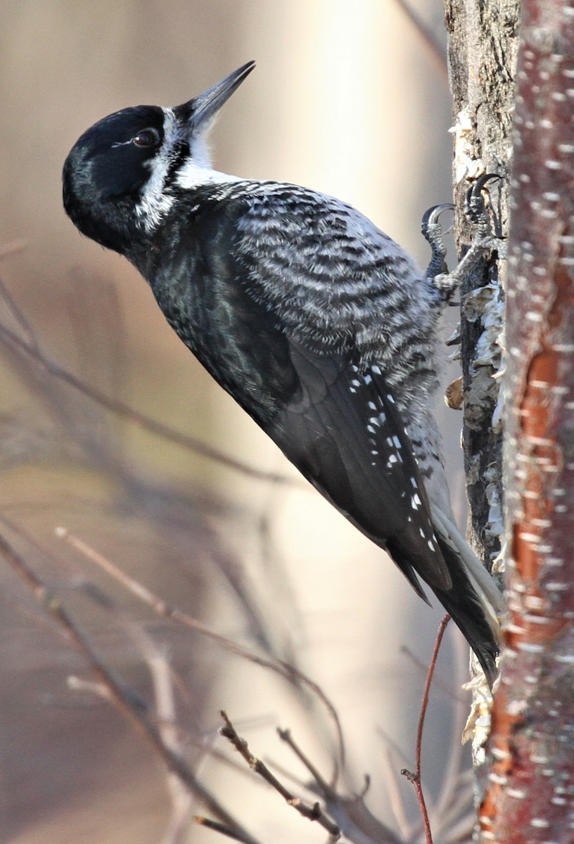 Black-backed Woodpecker - ML221906601