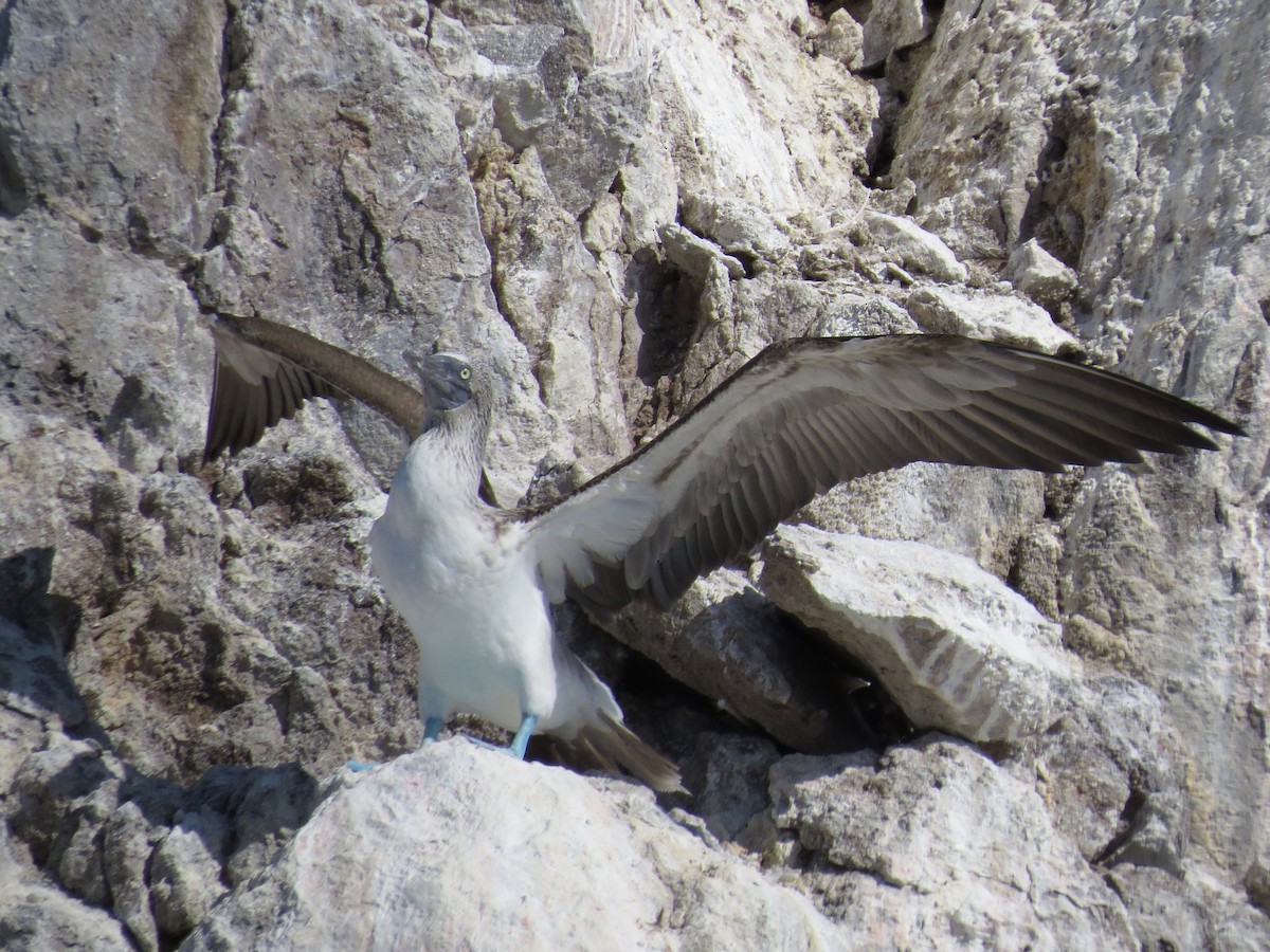 Blue-footed Booby - ML22190881
