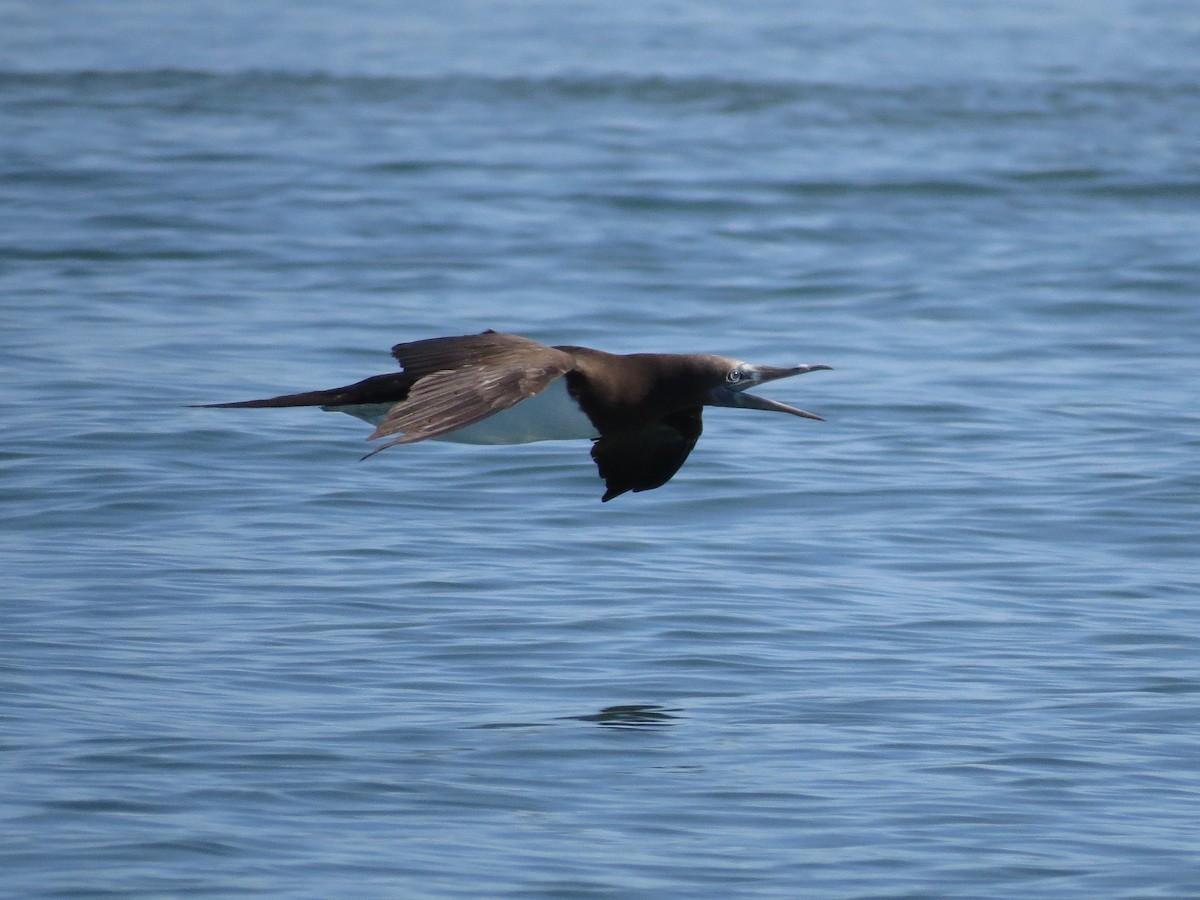 Brown Booby - ML22191081