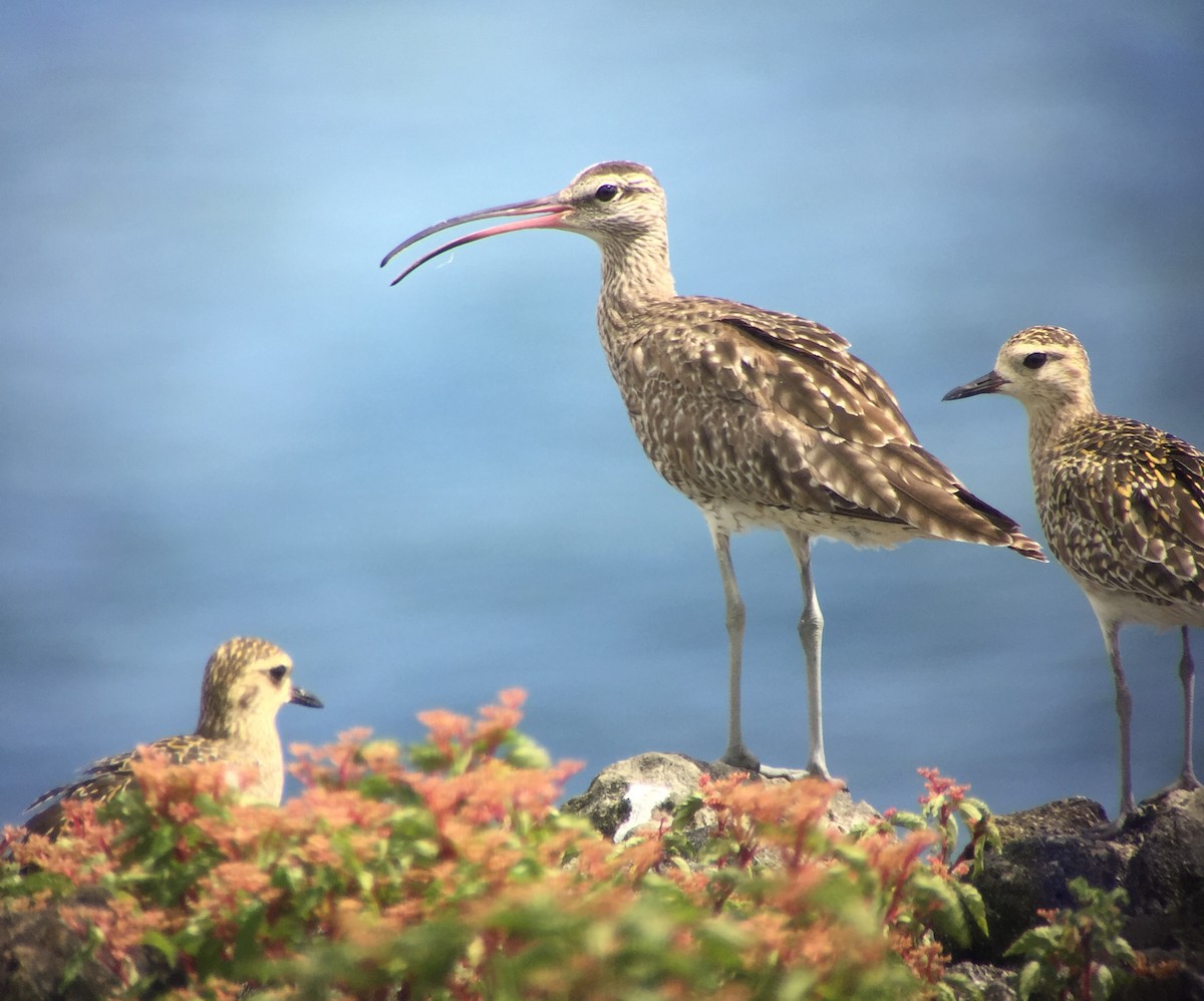 Whimbrel - Martin Kennewell