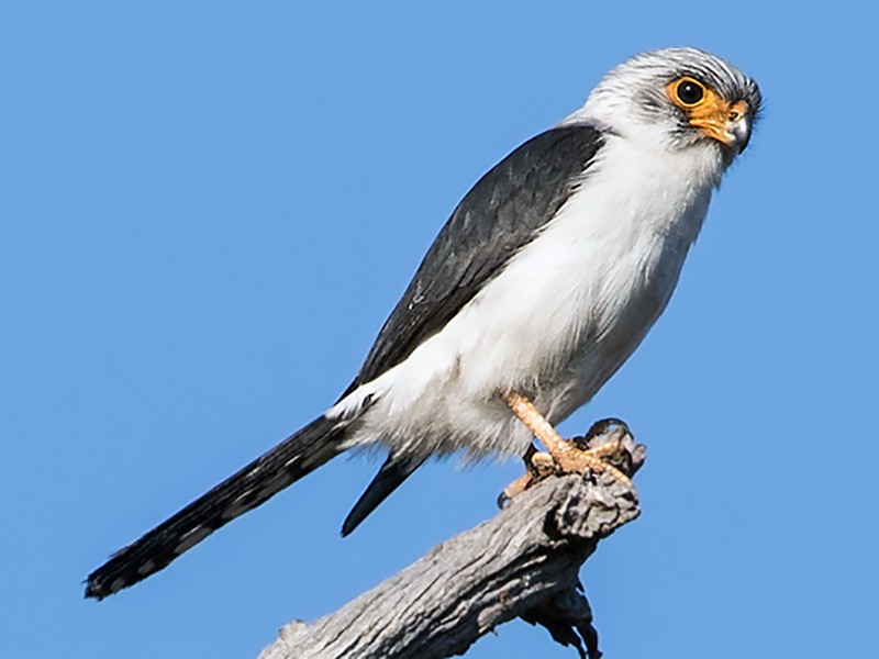 White-rumped Falcon - Dubi Shapiro