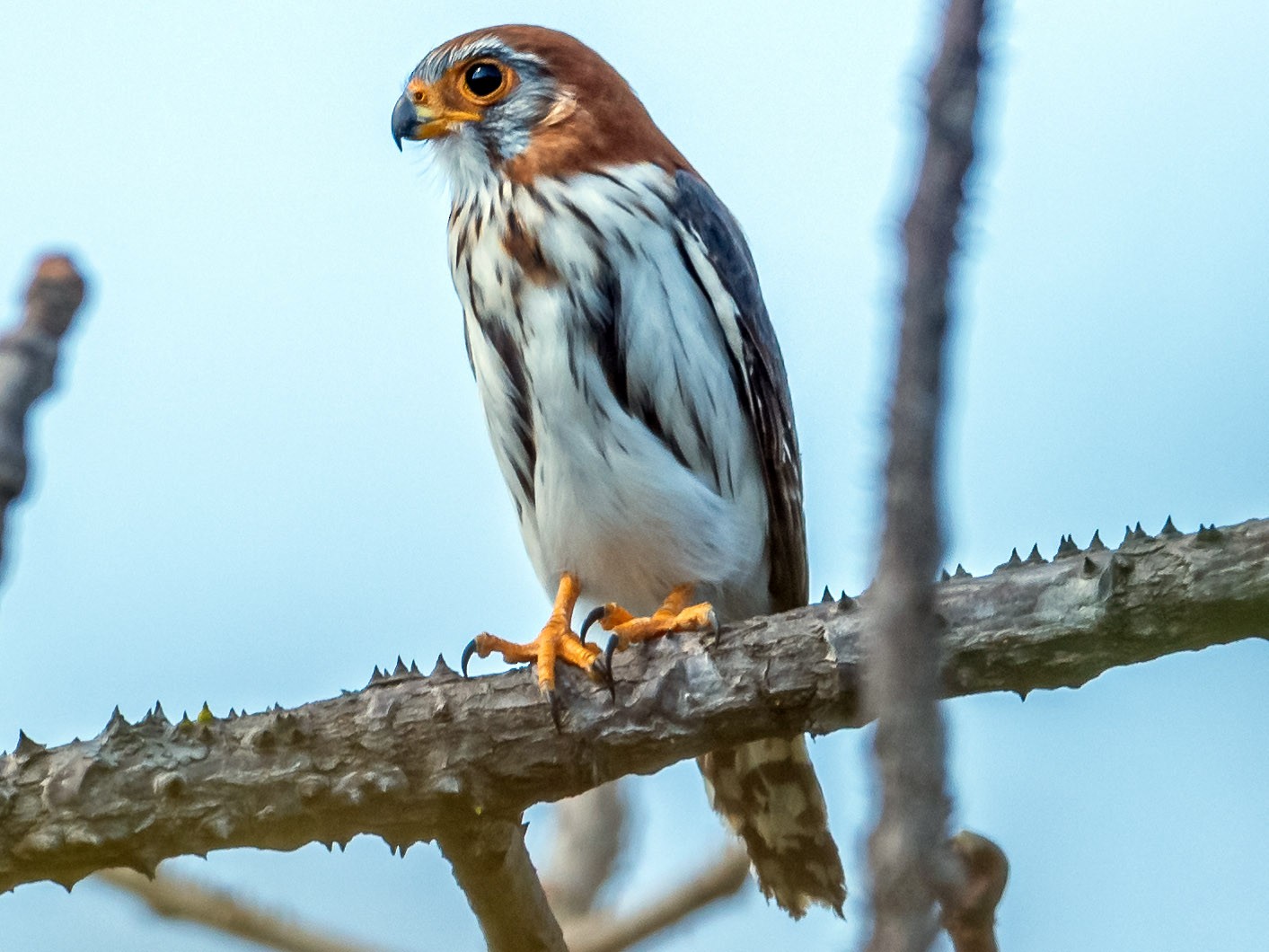 White-rumped Falcon - Balaji P B