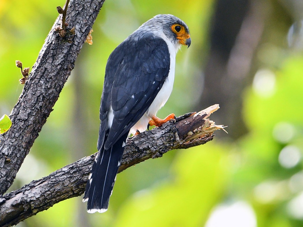 White-rumped Falcon - Chaiyan Kasorndorkbua