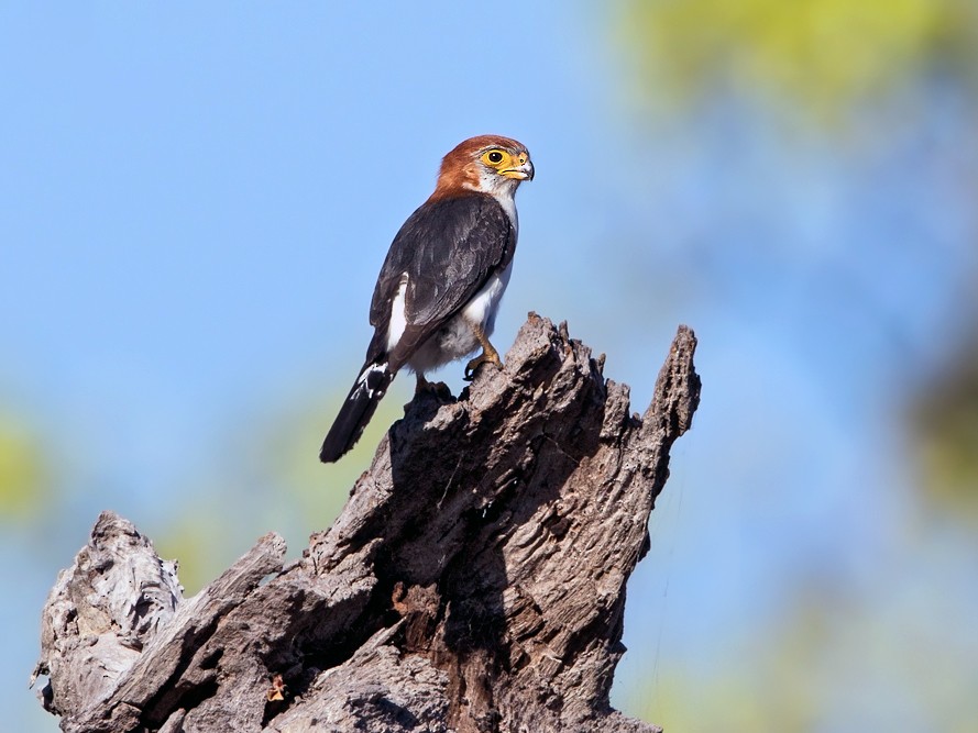 White-rumped Falcon - Dubi Shapiro