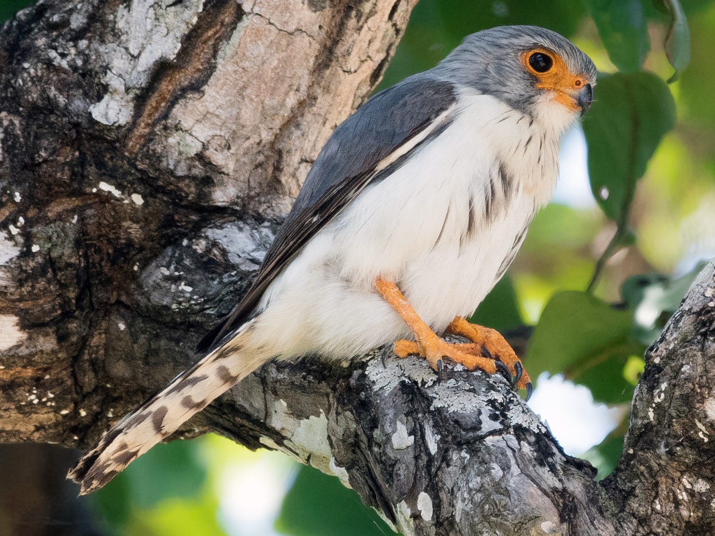 White-rumped Falcon - Jerold Tan