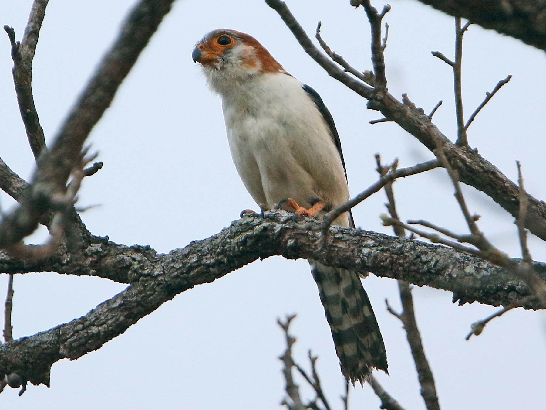 White-rumped Falcon - Christoph Moning