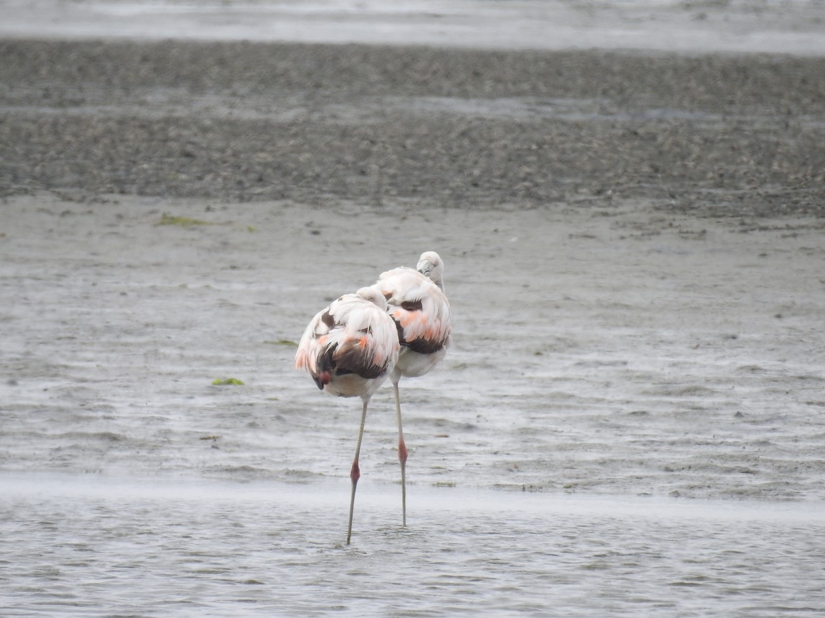 Şili Flamingosu - ML221912331