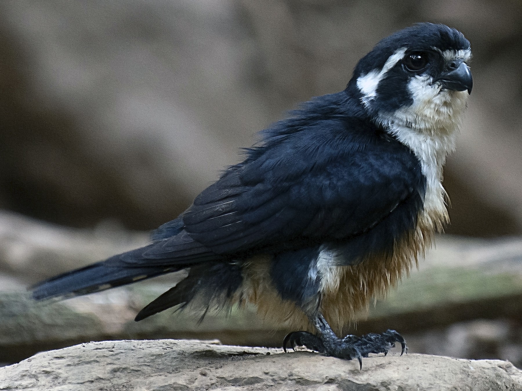 Black-thighed Falconet - sarawin Kreangpichitchai