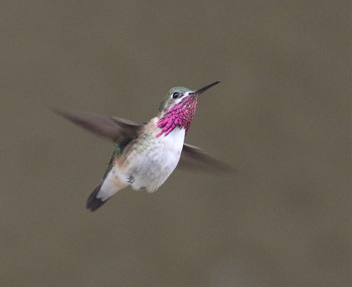 Calliope Hummingbird - ML221912401