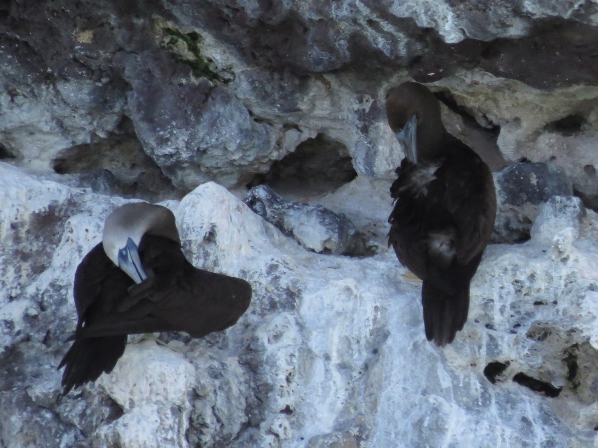 Brown Booby - ML22191241