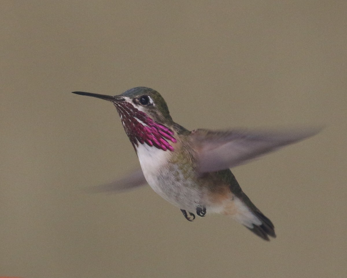 Calliope Hummingbird - ML221912421