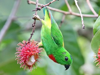  - Blue-crowned Hanging-Parrot