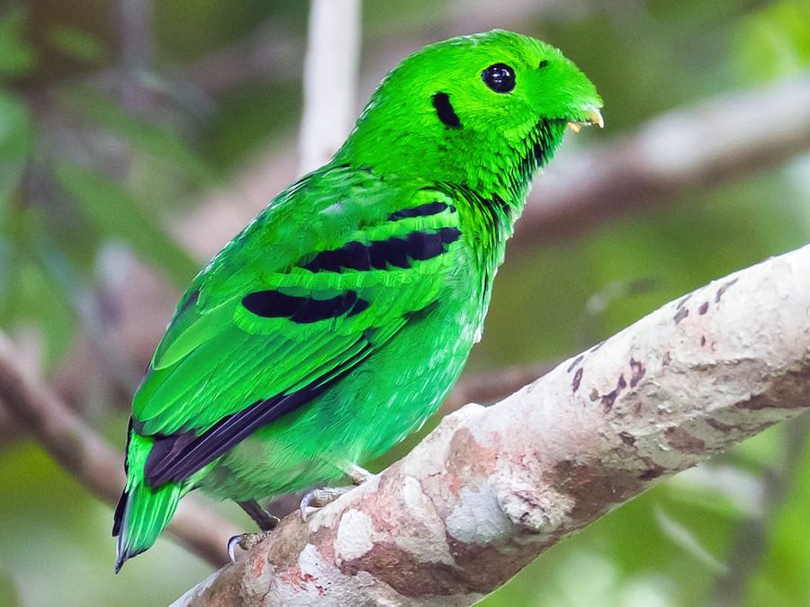 Green Broadbill - eBird