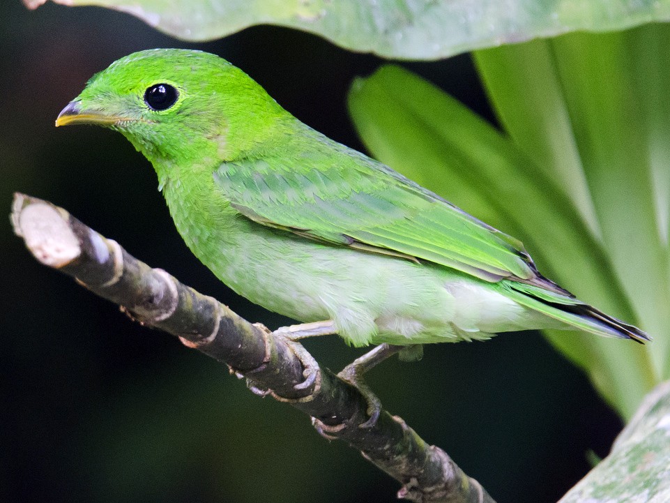 Green Broadbill - eBird