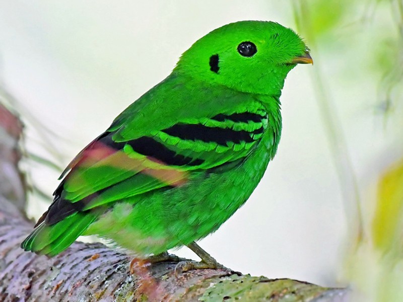 Green Broadbill - Stijn De Win