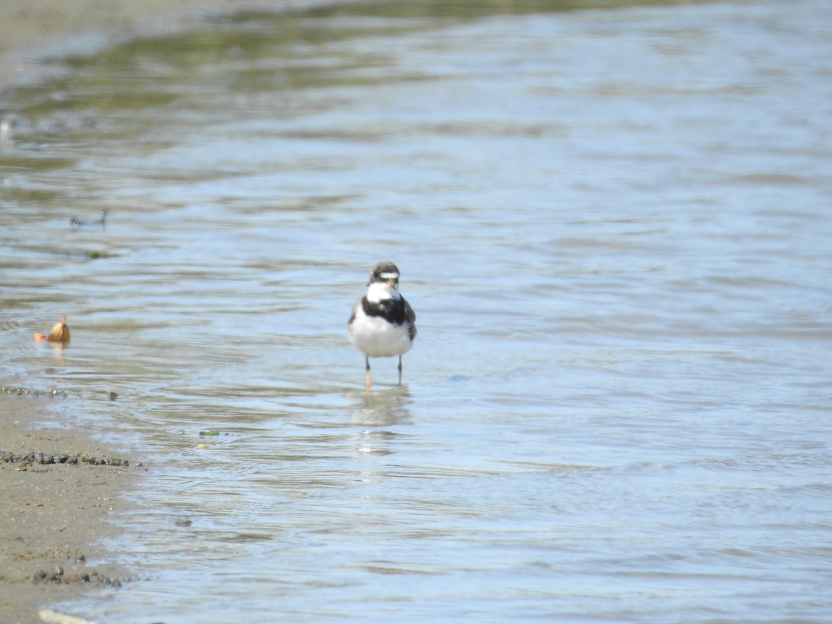 Semipalmated Plover - ML221915191