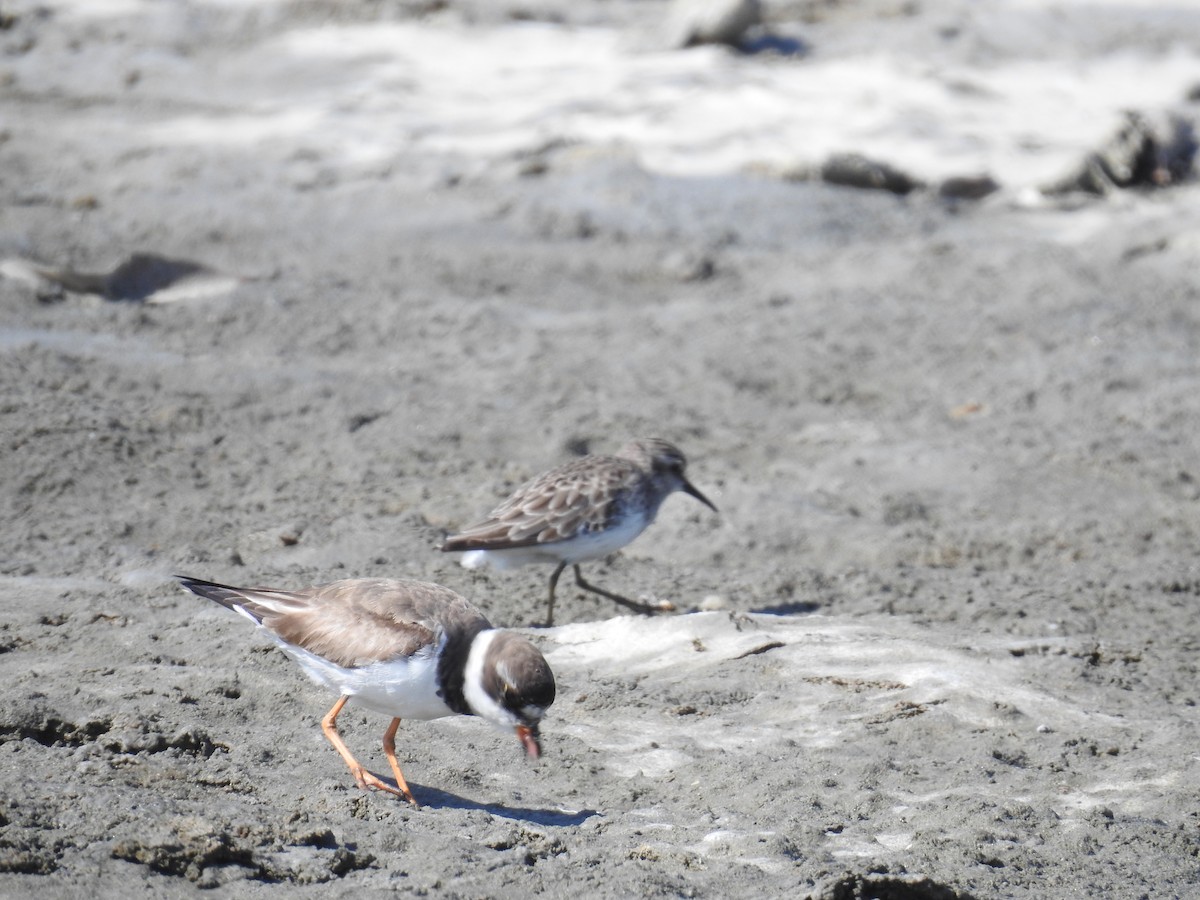 Semipalmated Plover - ML221917751