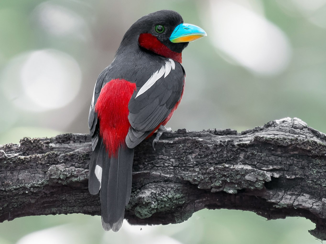 Black-and-red Broadbill - Natthaphat Chotjuckdikul