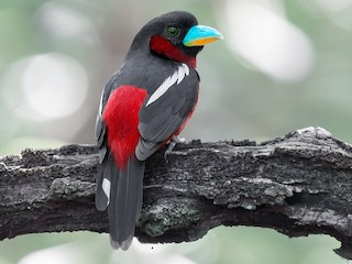 นกเต็มวัย (Black-and-red) - Natthaphat Chotjuckdikul - ML221917761