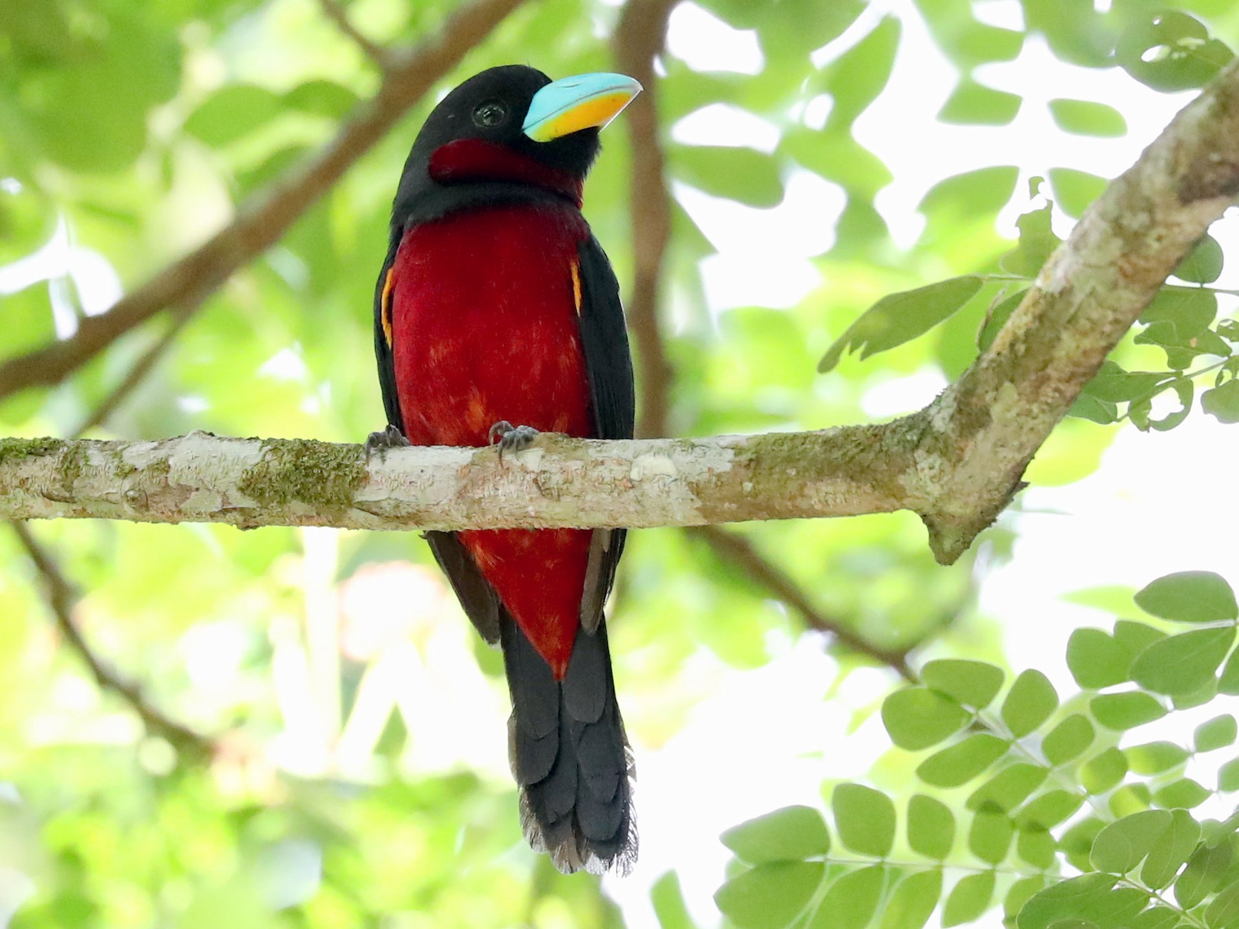 Black-and-red Broadbill - Ting-Wei (廷維) HUNG (洪)
