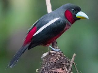Adult (Black-and-red) - Lucas Bobay - ML221917781
