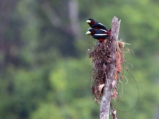 Nest (Black-and-red) - Wilbur Goh - ML221917801