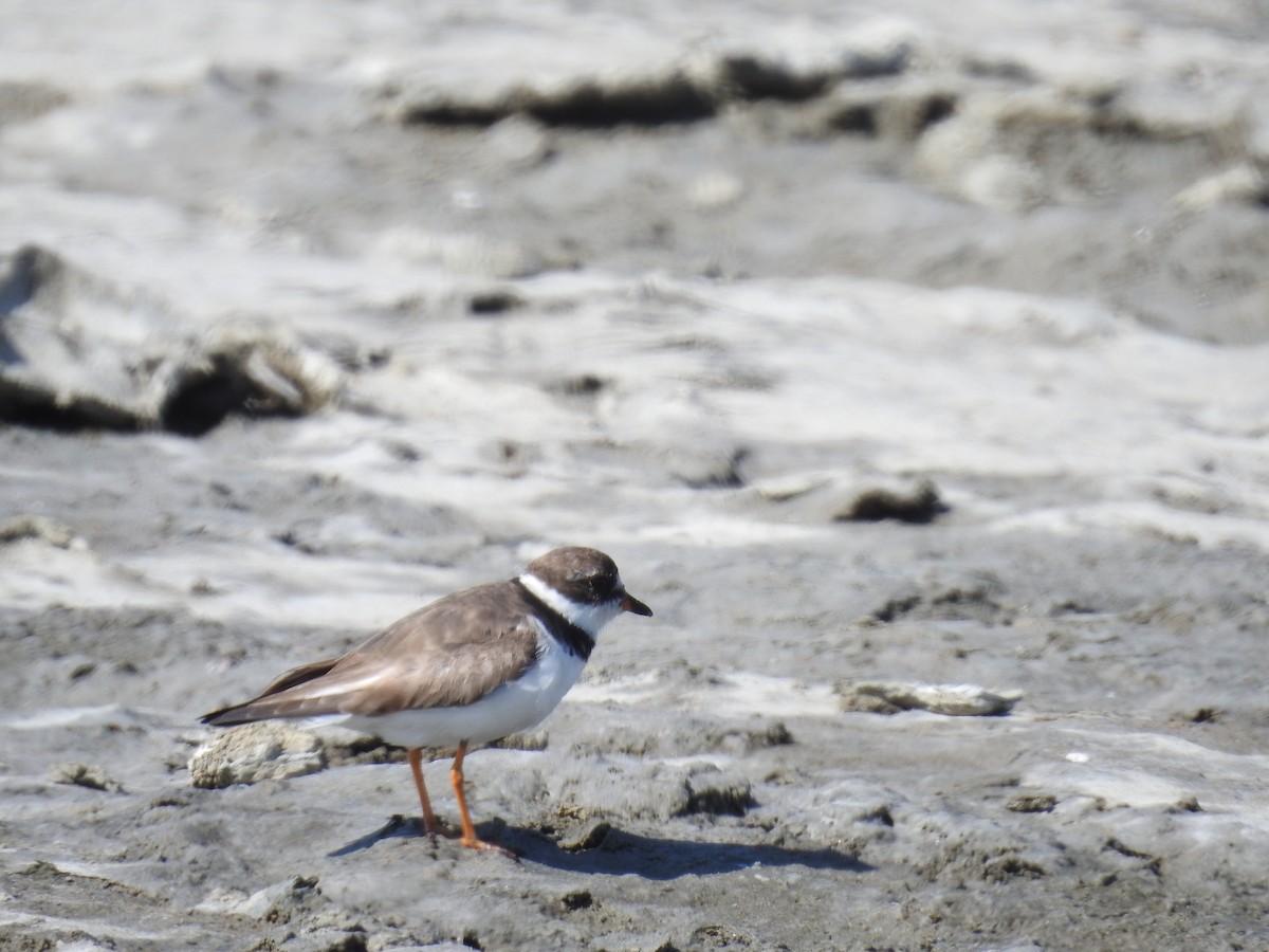 Semipalmated Plover - ML221917811