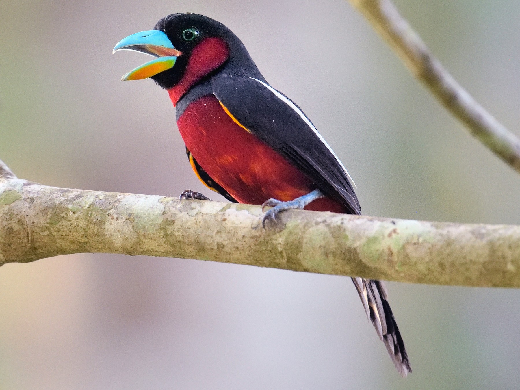 Black-and-red Broadbill - Paul Maury