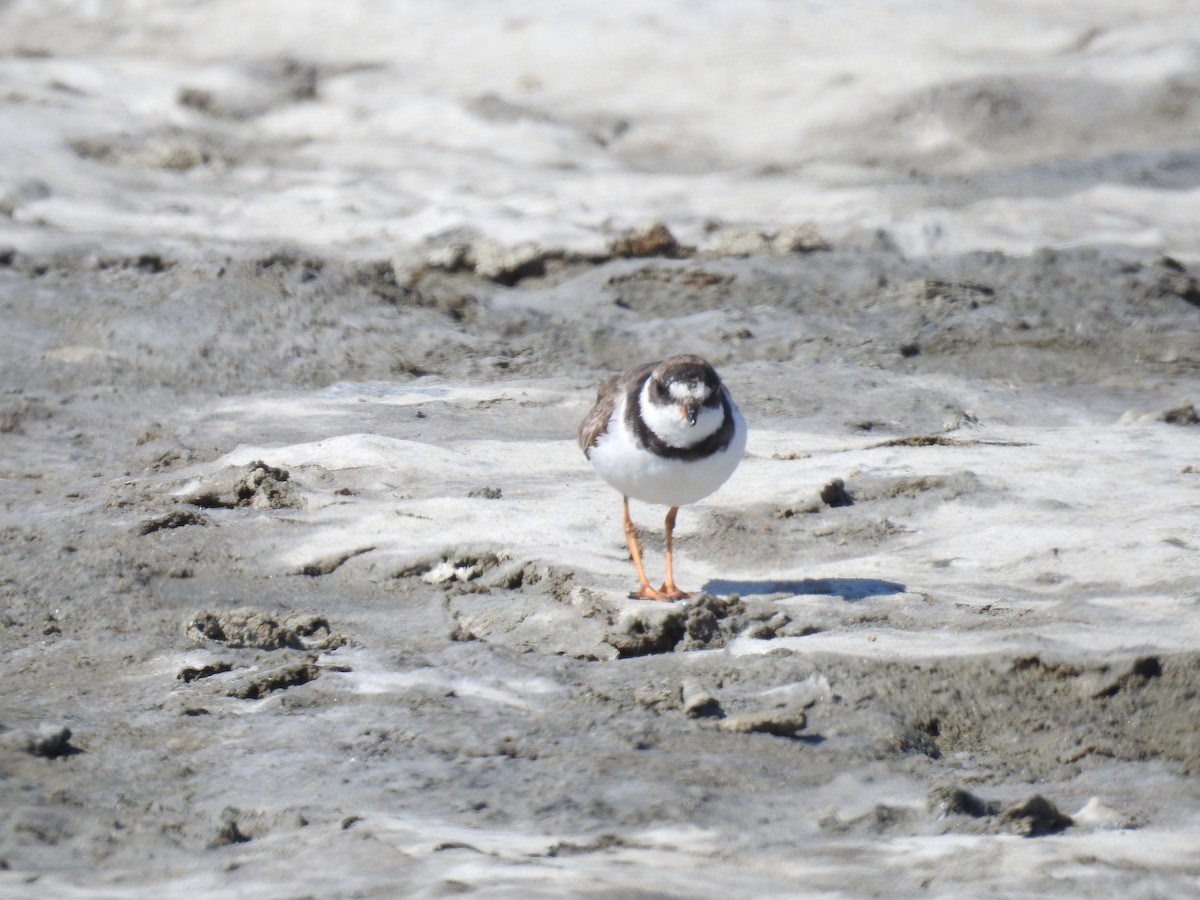 Semipalmated Plover - ML221917891