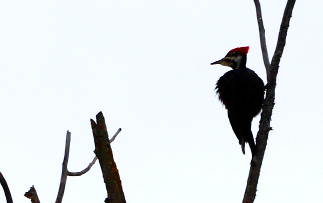 Pileated Woodpecker - Walter Thorne