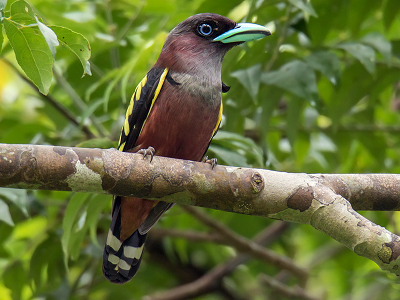 Banded Broadbill - Wich’yanan Limparungpatthanakij