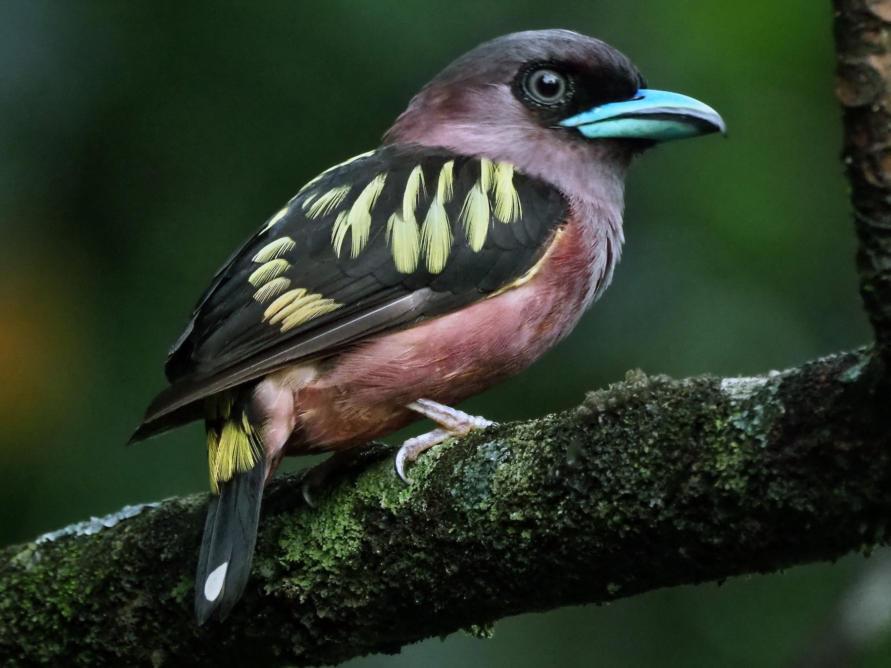 Banded Broadbill - Paul Sullivan