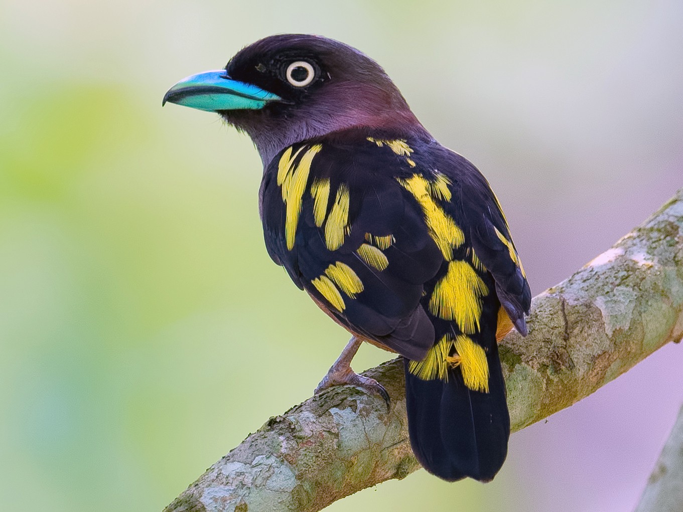 Banded Broadbill - Shailesh Pinto