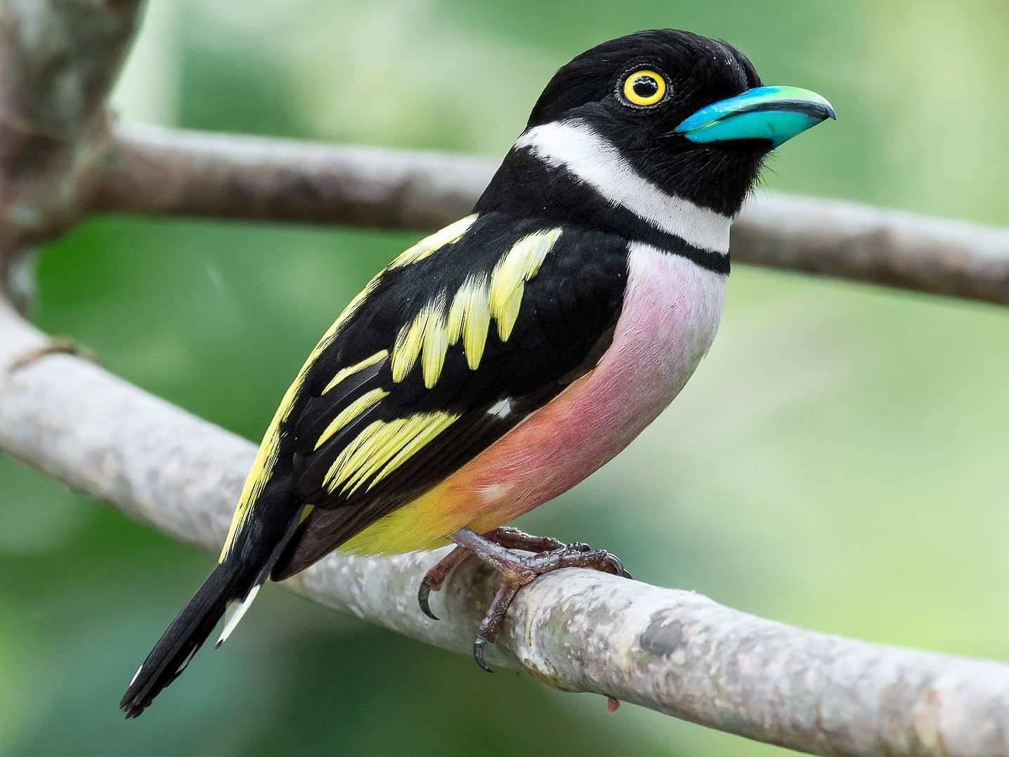 Black-and-yellow Broadbill - Natthaphat Chotjuckdikul