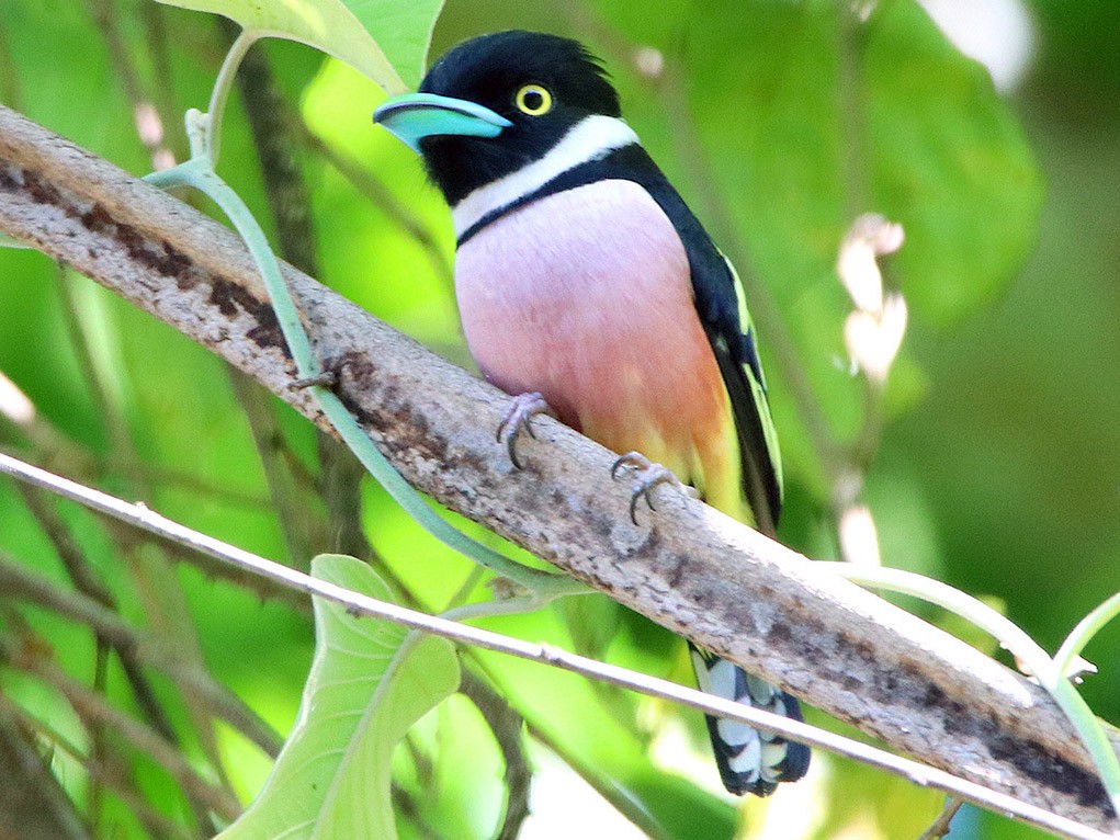 Black-and-yellow Broadbill - Tim Avery