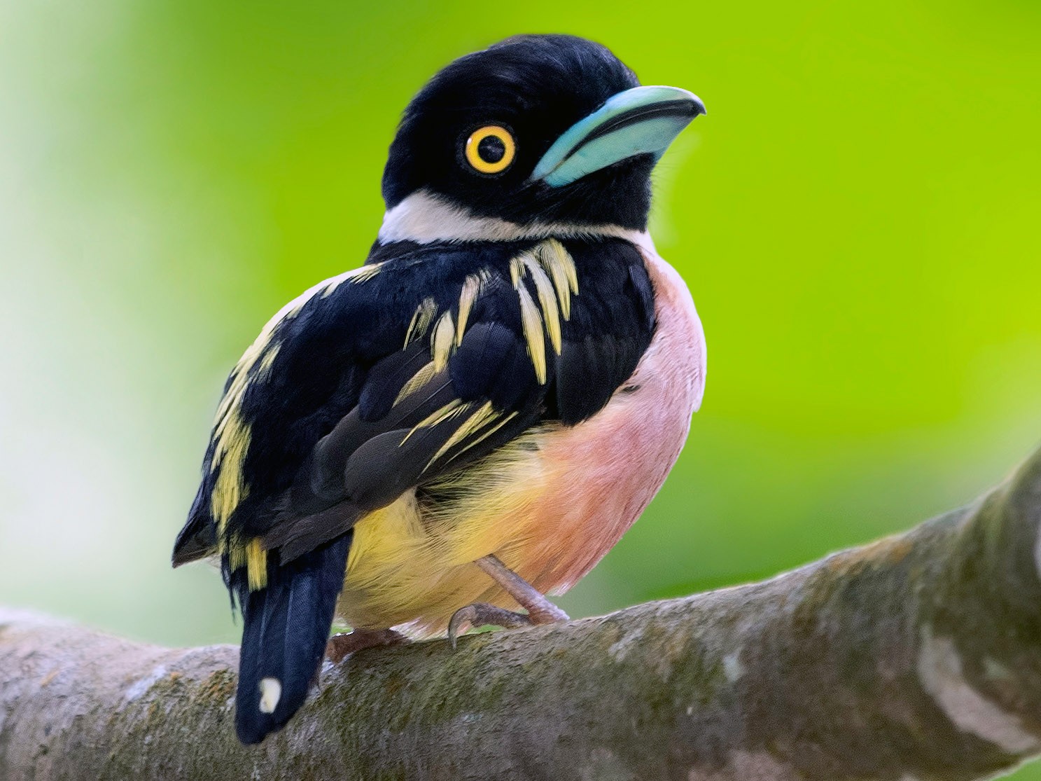 Black-and-yellow Broadbill - eBird