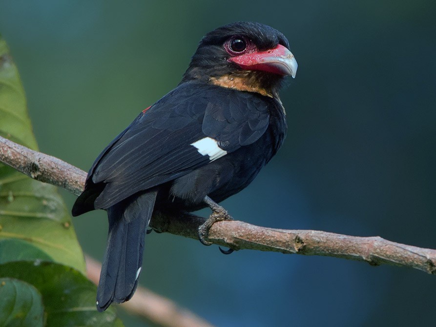 Dusky Broadbill - Ayuwat Jearwattanakanok