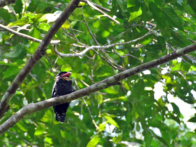 Dusky Broadbill - wengchun malaysianbirder