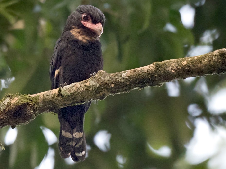 Dusky Broadbill - Lars Petersson | My World of Bird Photography