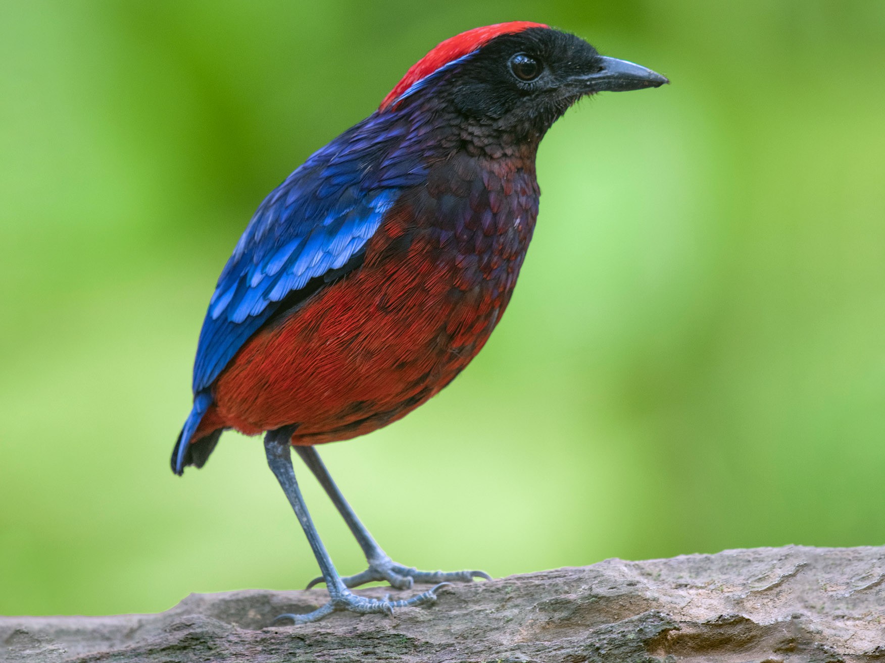 Garnet Pitta Bird: Covered in Spellbinding Blues and Reds Making for a ...