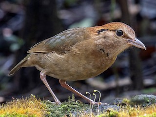 Rusty-naped Pitta - eBird