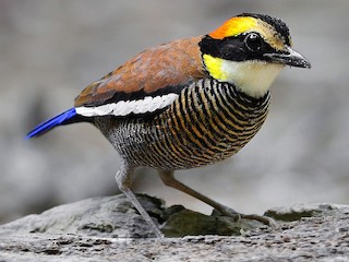 Malayan Banded-Pitta - eBird