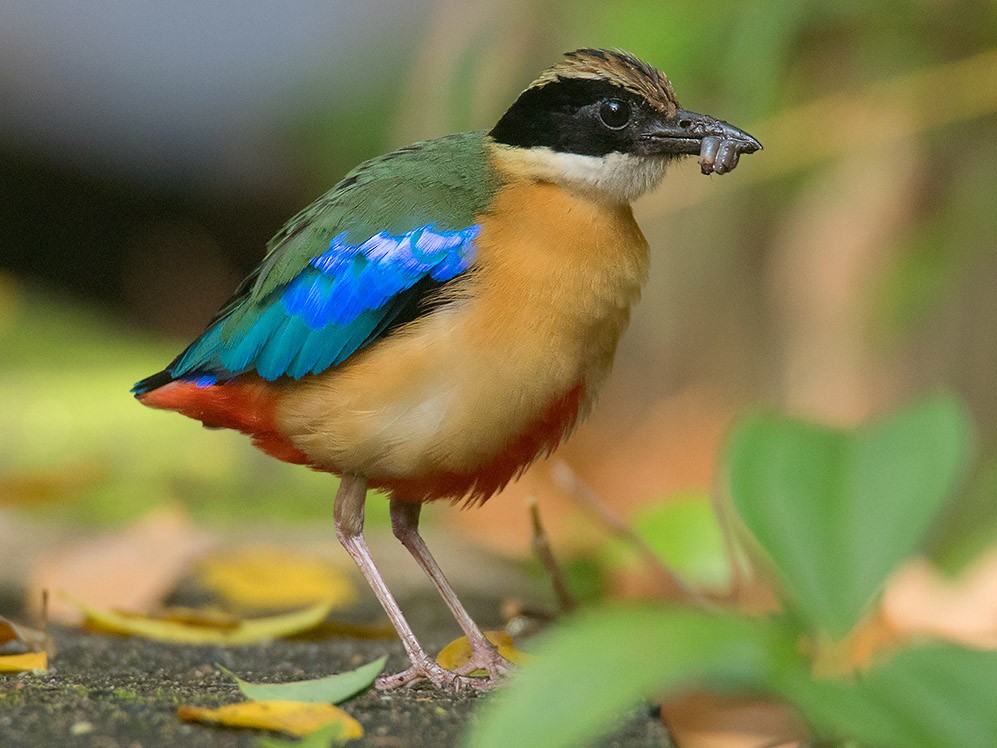 Blue-winged Pitta - Ayuwat Jearwattanakanok