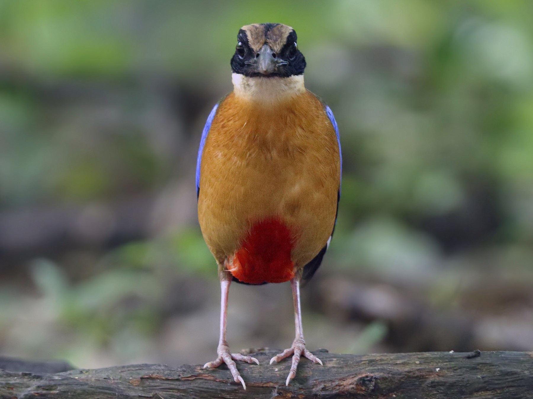 Bluewinged Pitta eBird