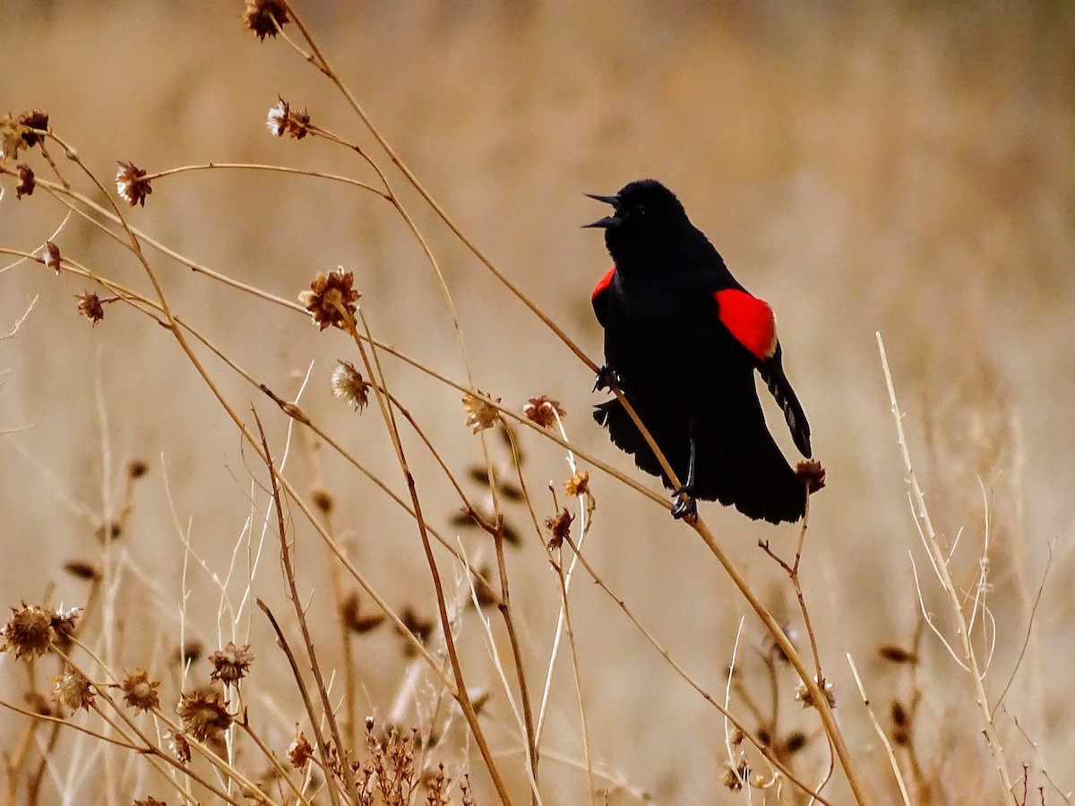Red-winged Blackbird - ML221924651