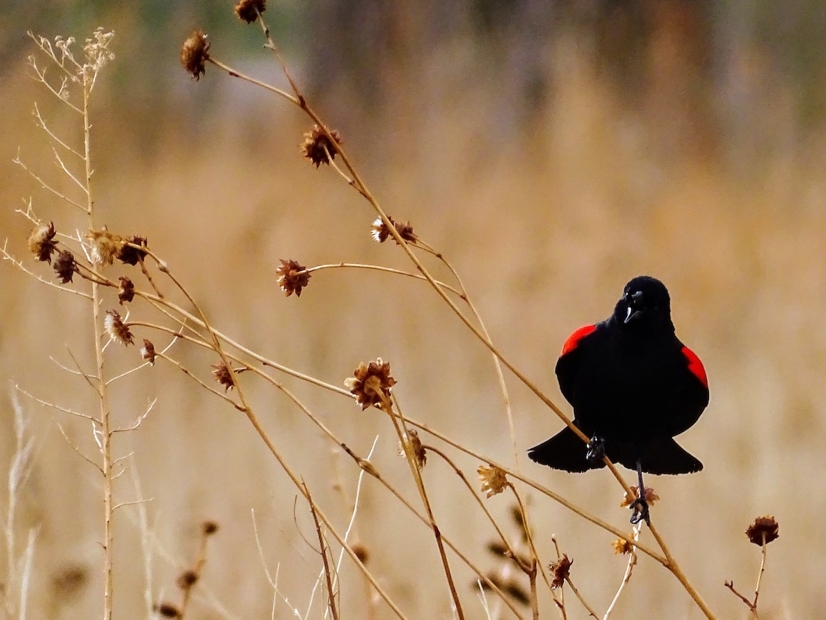 Red-winged Blackbird - ML221924681