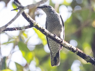  - Lesser Cuckooshrike