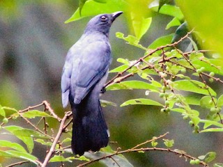  - Lesser Cuckooshrike