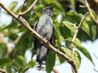  - Lesser Cuckooshrike