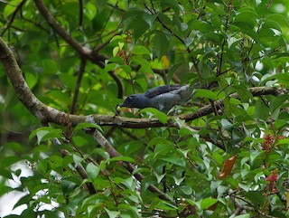  - Lesser Cuckooshrike